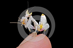 Orchid mantis. Hymenopus coronatus