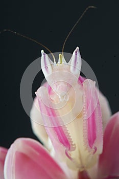 Orchid mantis / Hymenopus coronatus