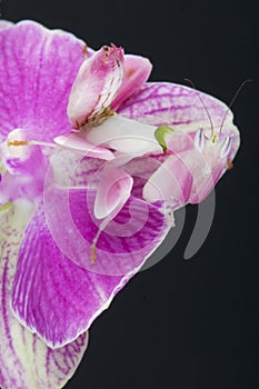 Orchid mantis / Hymenopus coronatus