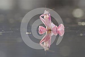 Orchid mantis, macro, nature, animal, wildlife, bokeh, mammals, smallworld, indonesia,