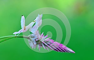 ORCHID MANTIS,MANTIS ORCHID,