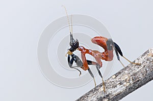 Orchid mantis nymph eating a long leg fly.