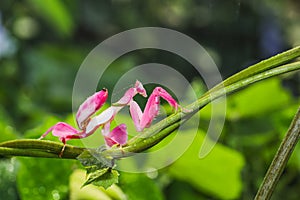 Orchid mantis preying, Pink orchid mantis, Hymenopus coronatus