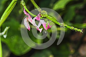 Orchid mantis preying, Pink orchid mantis, Hymenopus coronatus.