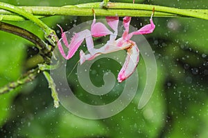 Orchid mantis preying, Pink orchid mantis, Hymenopus coronatus, Walking flower mantis
