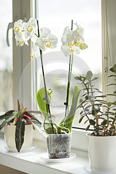 An orchid with many beautiful white flowers stands on the windowsill.