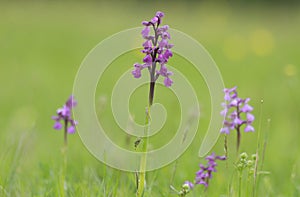 Orchid meadow