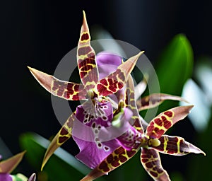 Orchid Miltassia Shelob Tolkien flower photo