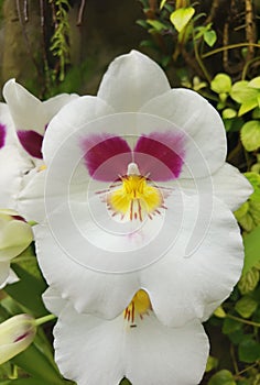 Orchid Miltonia hybr Herr Alexandre Stock Photo