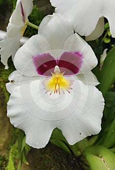 Orchid Miltonia hybr Herr Alexandre Stock Photo