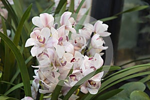 Orchid mirach close up background