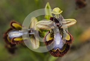 Orchid mirror imitating an insect