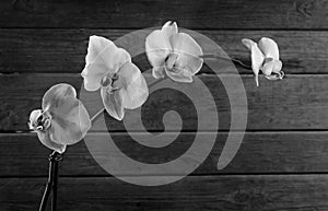 Orchid, monochrome image