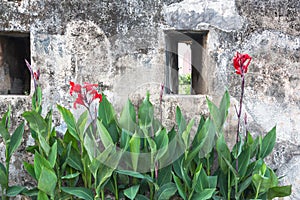 Orchid in Monte Fort in Macau