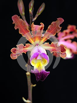 Orchid:Myrmecophilia brissiana photo
