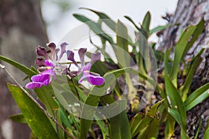 Orchid in the national park El Imposible, El Salvad