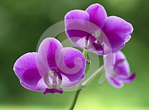 Orchid natural flower