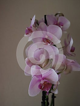 orchid natural flower different rarity beautiful colors plant