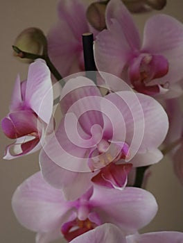 orchid natural flower different rarity beautiful colors plant photo