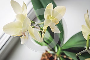 Orchid new roots growing, Phalaenopsis orchids care
