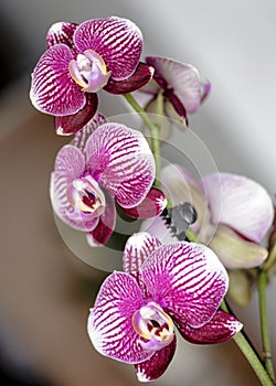Orchid with nice flowers a thome
