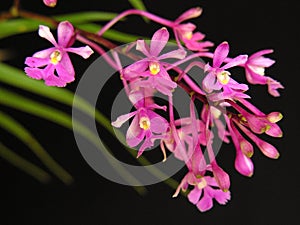 Orchid: Oesterdella photo