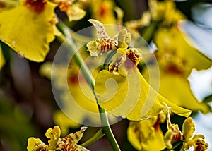Orchid Oncidium Aloha Iwanaga yellow