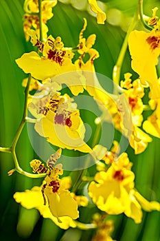 Orchid  Oncidium Aloha Iwanaga yellow