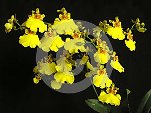 Orchid: Oncidium bifolium photo