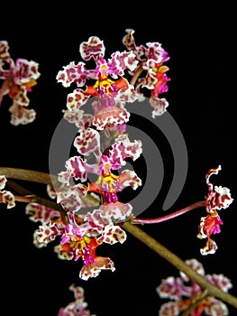 Orchid: Oncidium cartaghenense photo