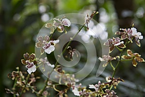 Orchid Oncidium maculatum (Phalaenopsis manabilis) flowers. Decorative plants for gardening.