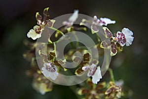 Orchid Oncidium maculatum (Phalaenopsis manabilis) flowers. Decorative plants for gardening.