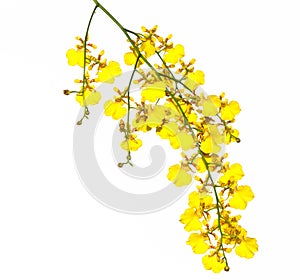 Orchid Oncidium yellow