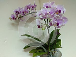 Orchid, one of the Four Gentlemen in Chinese art