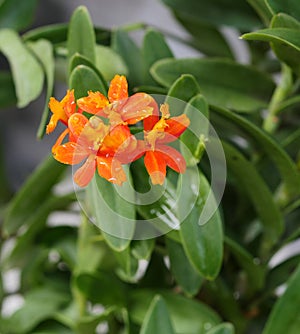 Orchid Orange