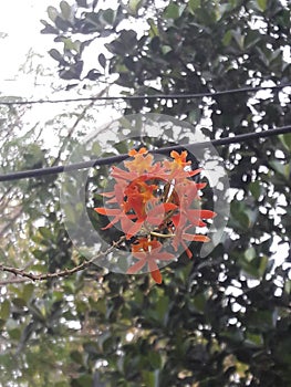 Orchid orange flower is a beautiful plant