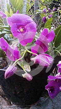 Orchid