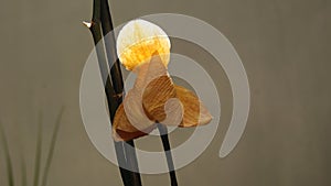 Orquidea flower, side view with studio lighting with intentionally blurred background photo