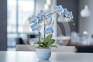 Orchid, orchidaceae, flower with leaves in a pot