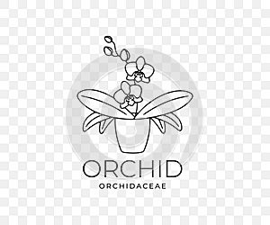 Orchid, orchidaceae, flower with leaves in a pot, linear graphic design