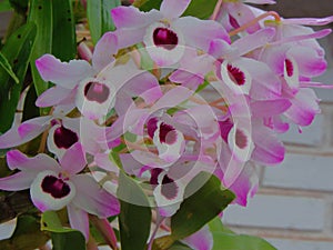 Orchid or Orchidacerae. Purple or pink photo