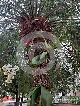 Nature knows things. Orchid