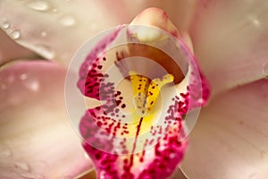 Orchid (OrchidÃÂ¡ceae) close up