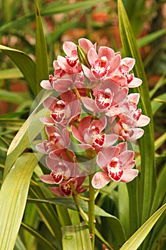 Orchid (OrchidÃÂ¡ceae) close up