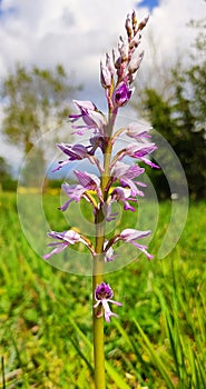 Orchid orchis militaris basque country wild