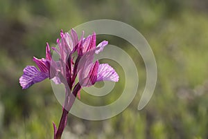 Orchid - Orchis Papilionacea - plant and flower in its natural environment,