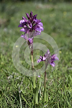 Orchid - Orchis Papilionacea - plant and flower in its natural environment