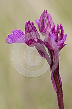 Orchid - Orchis Papilionacea - plant and flower in its natural environment