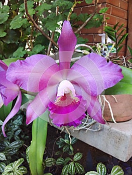 Orchid orquidea photo
