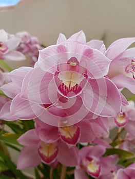 orchid